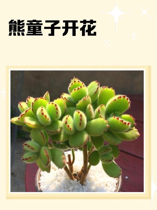 银波锦的养殖方法和注意事项，银波锦多肉怎么繁殖？-第4张图片-优品飞百科