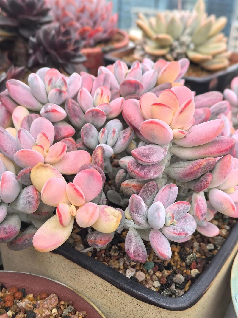 银波锦的养殖方法和注意事项，银波锦多肉怎么繁殖？-第5张图片-优品飞百科