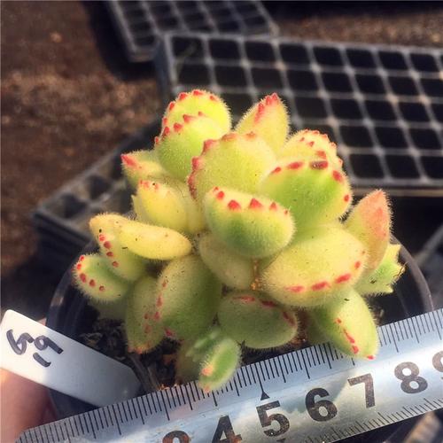 银波锦的养殖方法和注意事项，银波锦多肉怎么繁殖？-第6张图片-优品飞百科