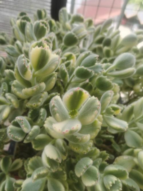 银波锦的养殖方法和注意事项，银波锦多肉怎么繁殖？-第7张图片-优品飞百科