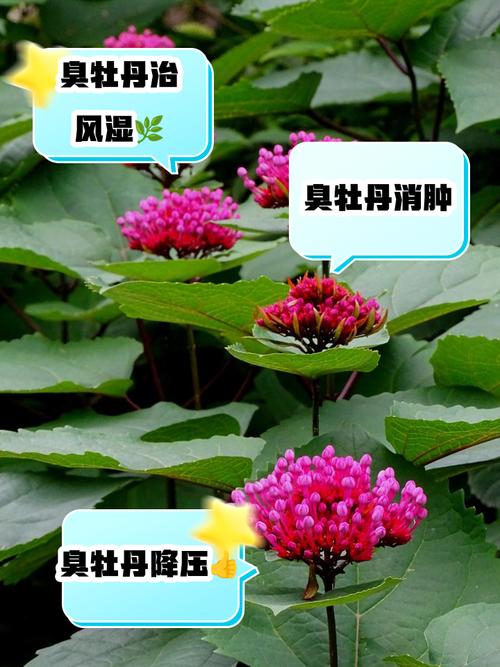 臭牡丹的功效与作用，臭牡丹的功效与作用主要治什么病？-第1张图片-优品飞百科