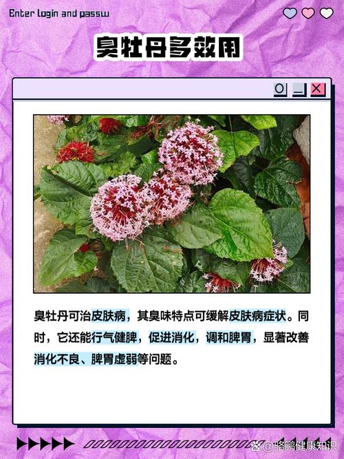 臭牡丹的功效与作用，臭牡丹的功效与作用主要治什么病？-第2张图片-优品飞百科