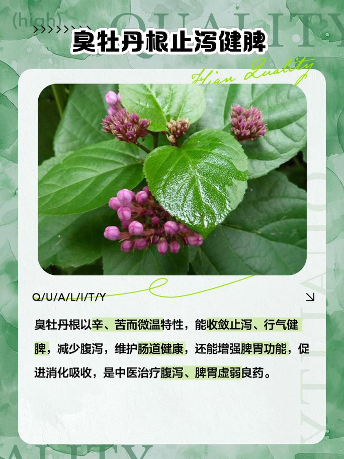 臭牡丹的功效与作用，臭牡丹的功效与作用主要治什么病？-第3张图片-优品飞百科