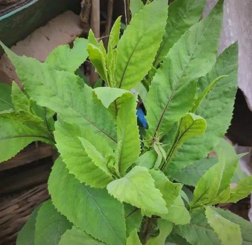 臭牡丹的功效与作用，臭牡丹的功效与作用主要治什么病？-第4张图片-优品飞百科