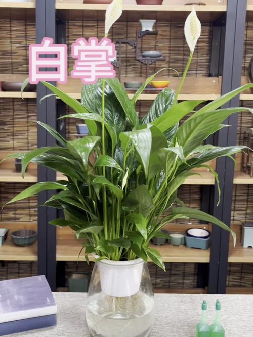 水培白掌可以放卧室吗？水培白掌可以用自来水吗？