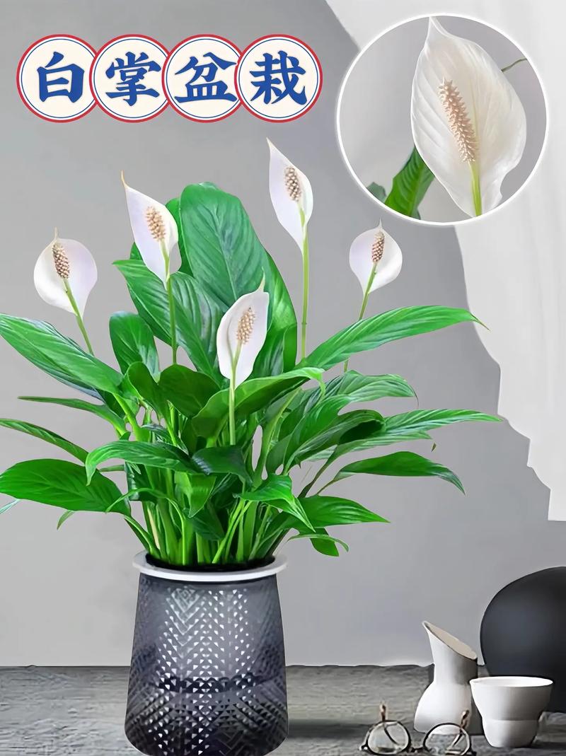 水培白掌可以放卧室吗？水培白掌可以用自来水吗？-第2张图片-优品飞百科