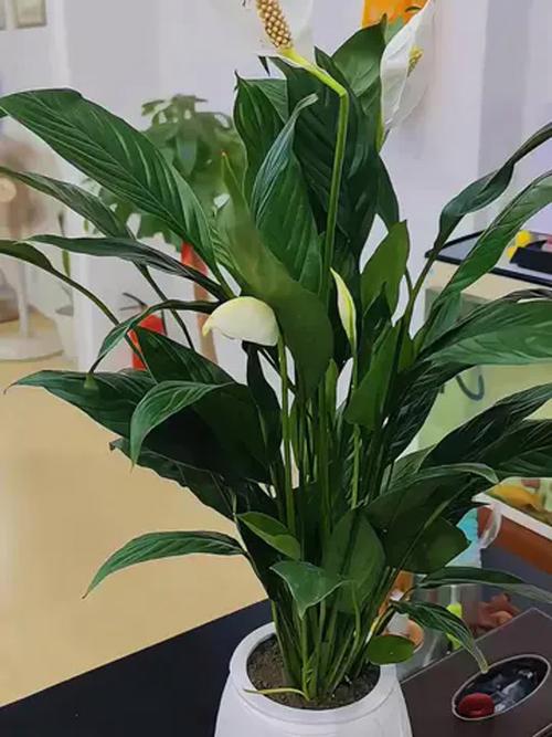 水培白掌可以放卧室吗？水培白掌可以用自来水吗？-第3张图片-优品飞百科