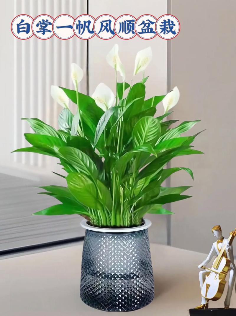 水培白掌可以放卧室吗？水培白掌可以用自来水吗？-第4张图片-优品飞百科