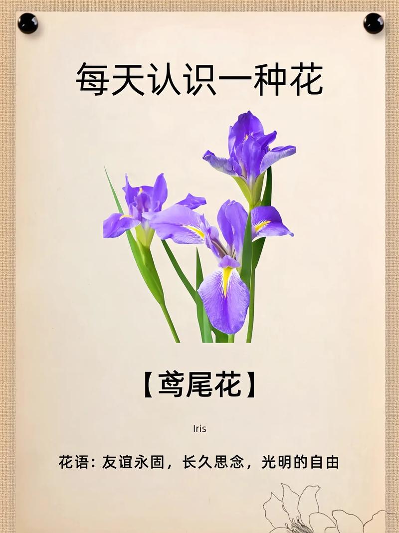 鸢尾花的花语，红色鸢尾花的花语