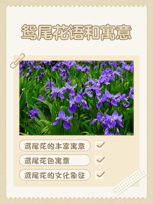 鸢尾花的花语，红色鸢尾花的花语-第2张图片-优品飞百科