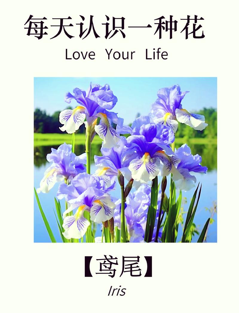 鸢尾花的花语，红色鸢尾花的花语-第3张图片-优品飞百科