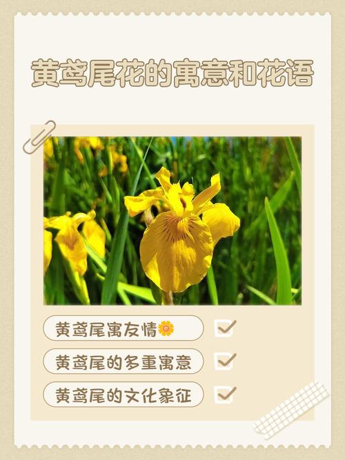 鸢尾花的花语，红色鸢尾花的花语-第4张图片-优品飞百科