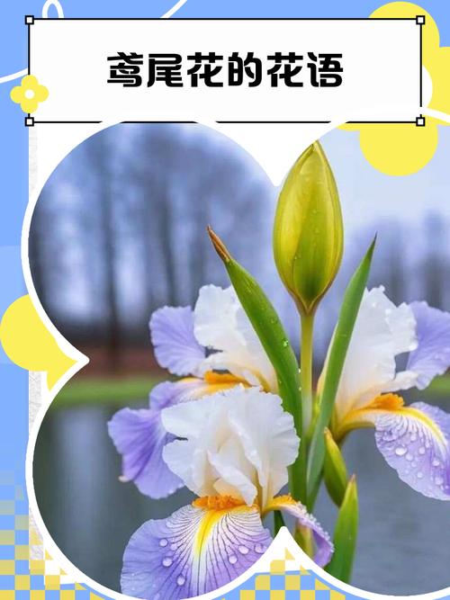 鸢尾花的花语，红色鸢尾花的花语-第5张图片-优品飞百科