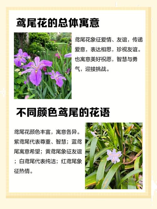 鸢尾花的花语，红色鸢尾花的花语-第6张图片-优品飞百科