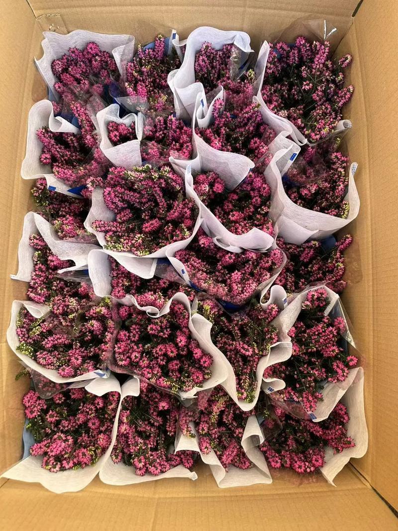 欧石楠的花语及传说，欧石楠植物