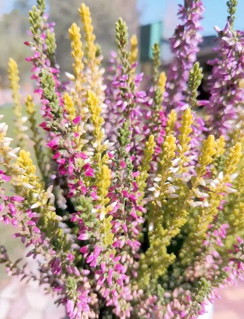 欧石楠的花语及传说，欧石楠植物-第2张图片-优品飞百科