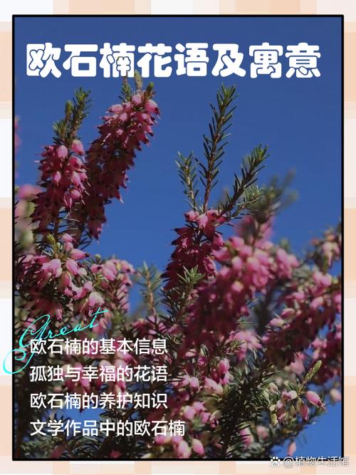 欧石楠的花语及传说，欧石楠植物-第3张图片-优品飞百科