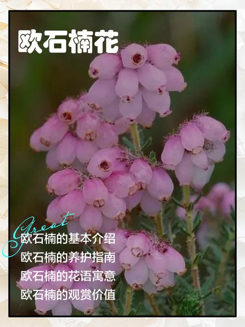 欧石楠的花语及传说，欧石楠植物-第4张图片-优品飞百科