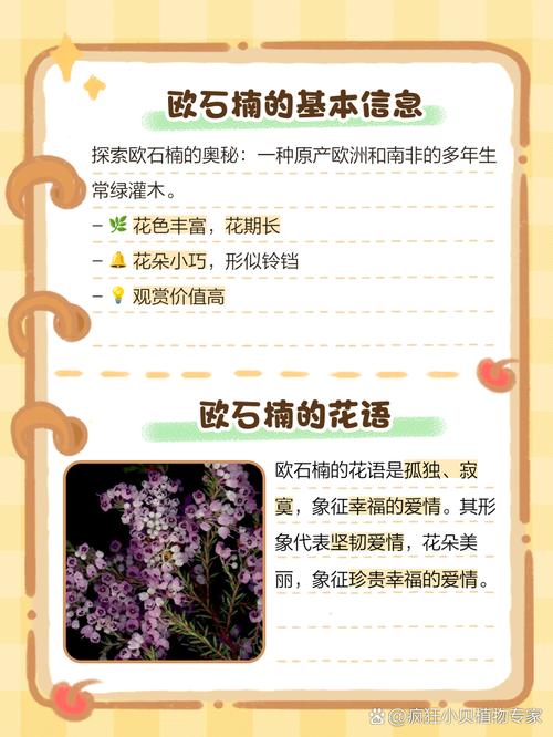 欧石楠的花语及传说，欧石楠植物-第5张图片-优品飞百科