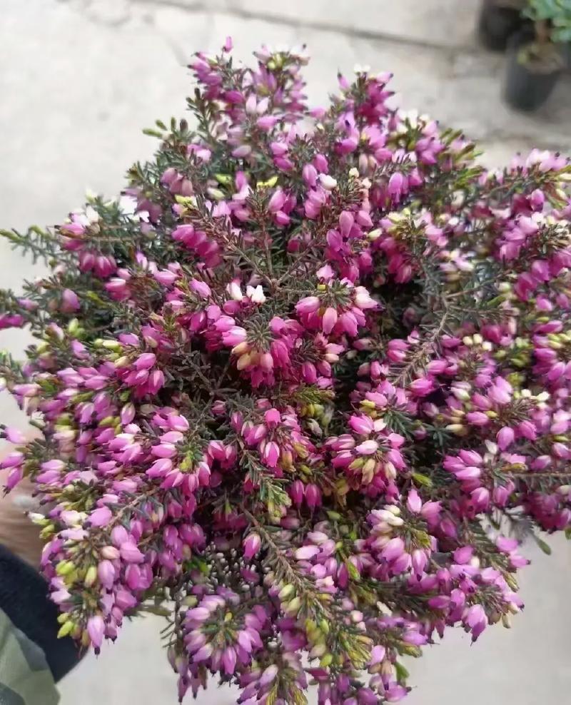 欧石楠的花语及传说，欧石楠植物-第6张图片-优品飞百科