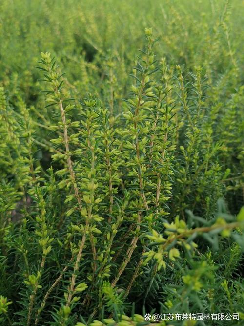 欧石楠的花语及传说，欧石楠植物-第7张图片-优品飞百科