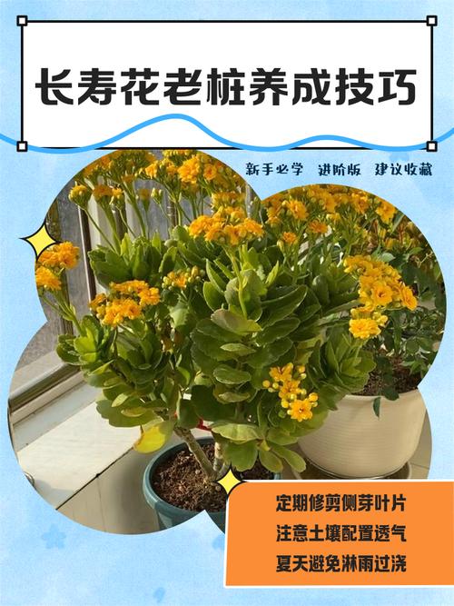 长寿花是草本还是木本，怎样给长寿花施肥，长寿花是什么肥料-第1张图片-优品飞百科