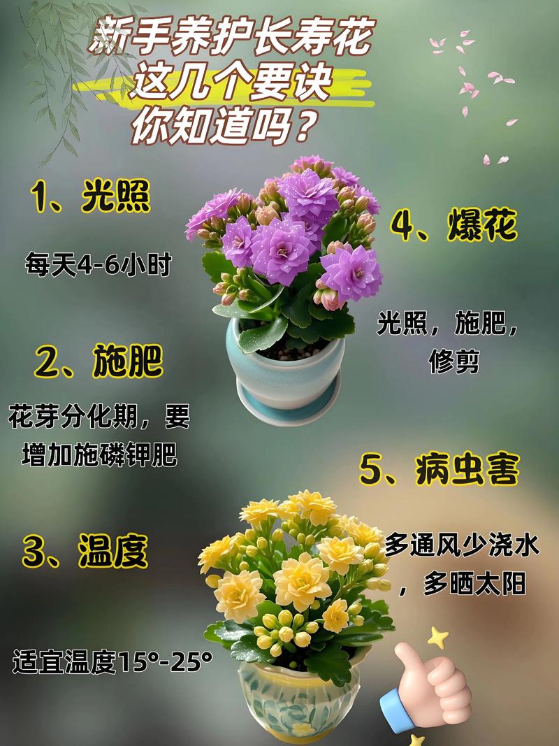 长寿花是草本还是木本，怎样给长寿花施肥，长寿花是什么肥料-第2张图片-优品飞百科