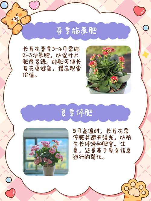 长寿花是草本还是木本，怎样给长寿花施肥，长寿花是什么肥料-第4张图片-优品飞百科