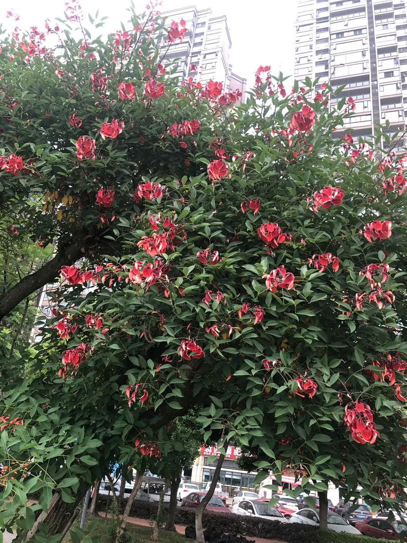 开封适合养什么花，市花和市树是什么？开封适合种什么花？