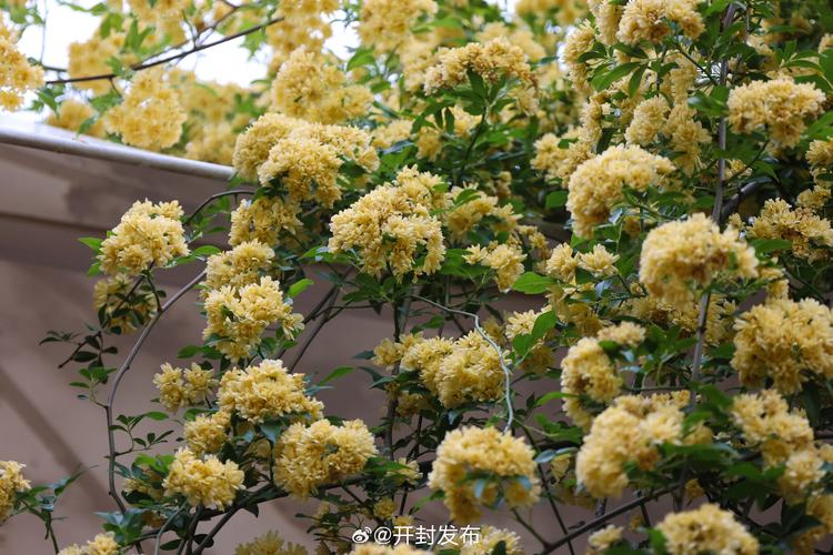 开封适合养什么花,市花和市树是什么?开封适合种什么花?-第2张图片-优品飞百科 开封适合养什么花,市花和市树是什么?开封适合种什么花?-第2张图片-优品飞百科