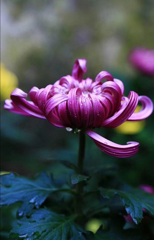 开封适合养什么花,市花和市树是什么?开封适合种什么花?-第3张图片-优品飞百科 开封适合养什么花,市花和市树是什么?开封适合种什么花?-第3张图片-优品飞百科