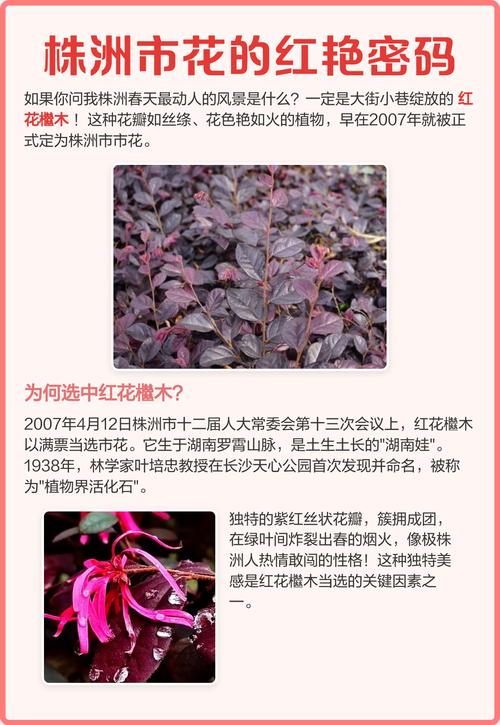 开封适合养什么花,市花和市树是什么?开封适合种什么花?-第4张图片-优品飞百科 开封适合养什么花,市花和市树是什么?开封适合种什么花?-第4张图片-优品飞百科