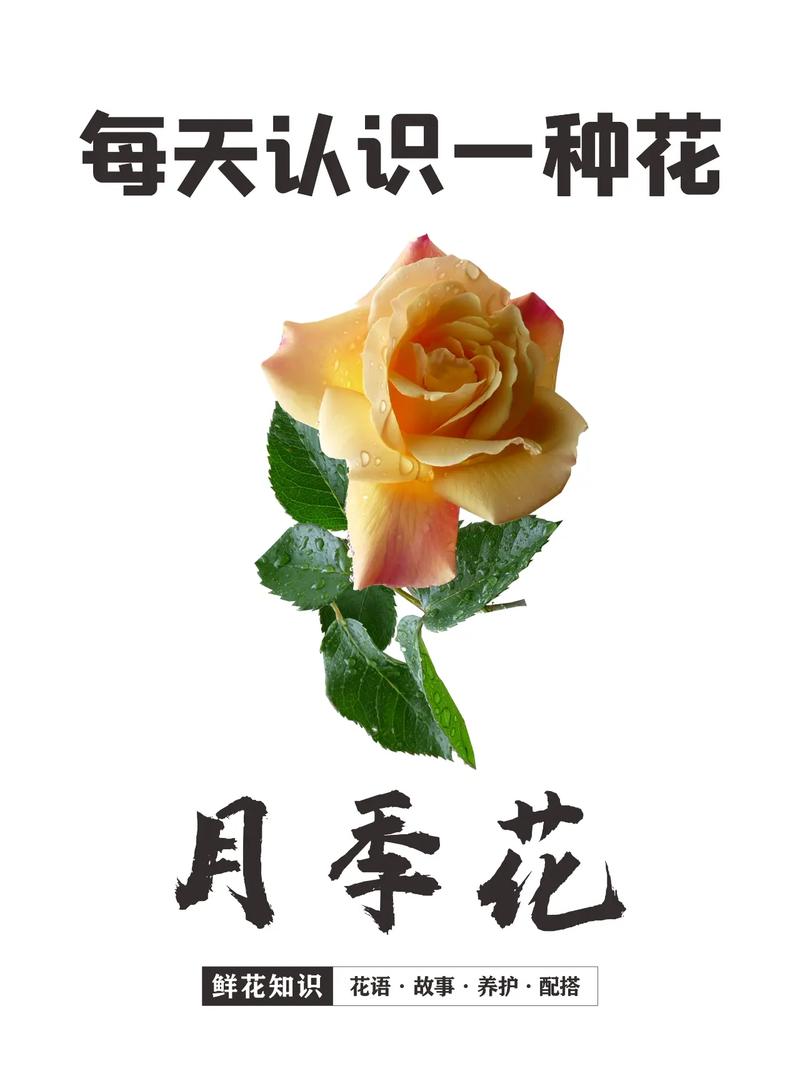 开封适合养什么花,市花和市树是什么?开封适合种什么花?-第6张图片-优品飞百科 开封适合养什么花,市花和市树是什么?开封适合种什么花?-第6张图片-优品飞百科