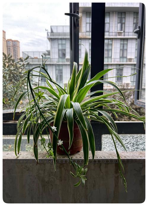 吊兰的花语？吊兰的花语和寓意？-第2张图片-优品飞百科