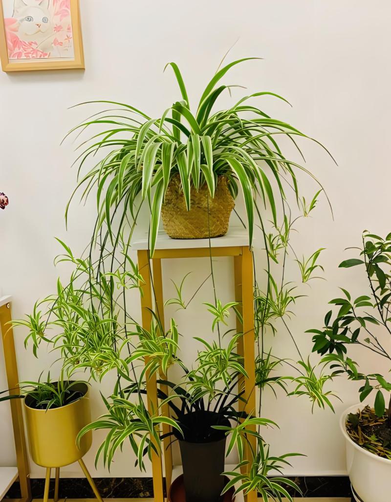 吊兰的花语？吊兰的花语和寓意？-第3张图片-优品飞百科