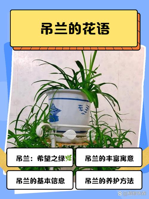 吊兰的花语？吊兰的花语和寓意？-第4张图片-优品飞百科
