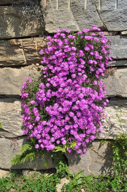 吊兰的花语？吊兰的花语和寓意？-第5张图片-优品飞百科