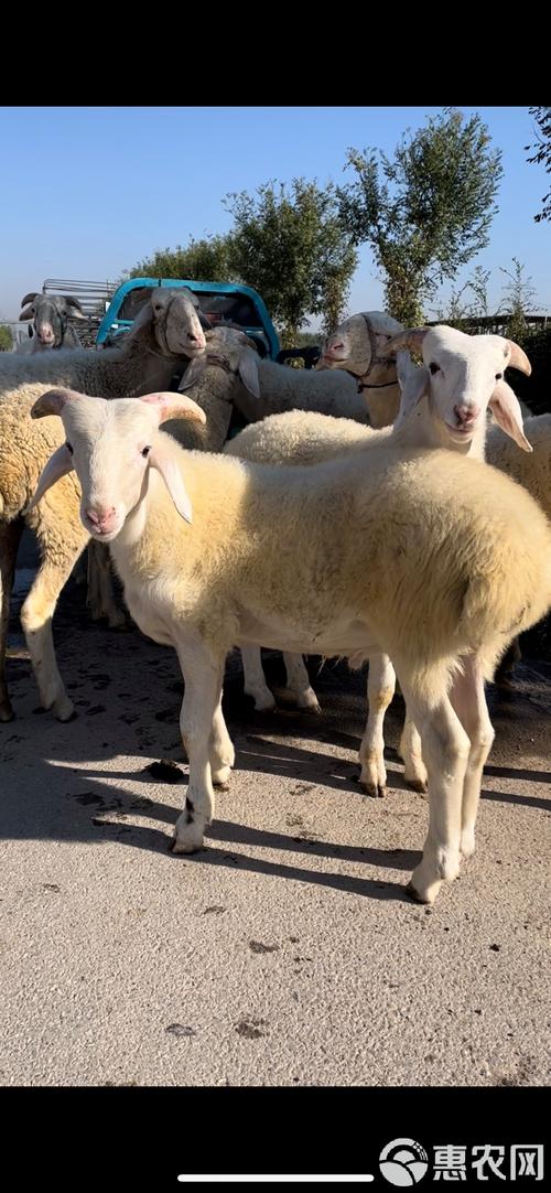 塔花瓦松的养殖方法和注意事项？塔花的烹饪方法？