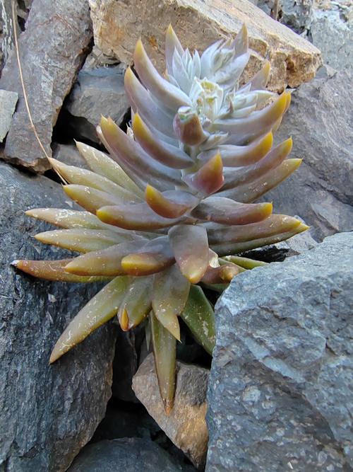 塔花瓦松的养殖方法和注意事项？塔花的烹饪方法？-第2张图片-优品飞百科