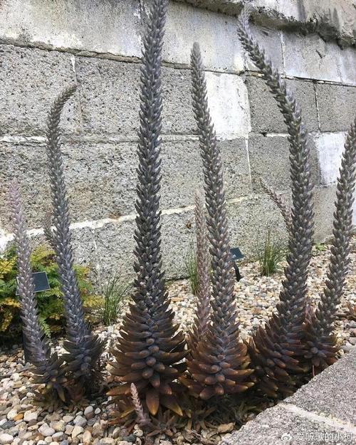 塔花瓦松的养殖方法和注意事项？塔花的烹饪方法？-第3张图片-优品飞百科