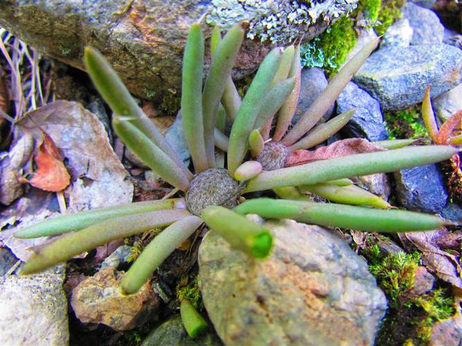 塔花瓦松的养殖方法和注意事项？塔花的烹饪方法？-第4张图片-优品飞百科