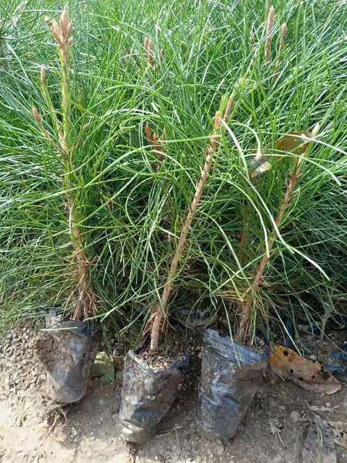 塔花瓦松的养殖方法和注意事项？塔花的烹饪方法？-第5张图片-优品飞百科