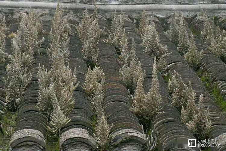 塔花瓦松的养殖方法和注意事项？塔花的烹饪方法？-第6张图片-优品飞百科