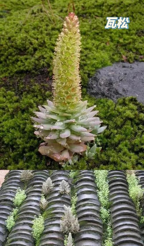 塔花瓦松的养殖方法和注意事项？塔花的烹饪方法？-第7张图片-优品飞百科