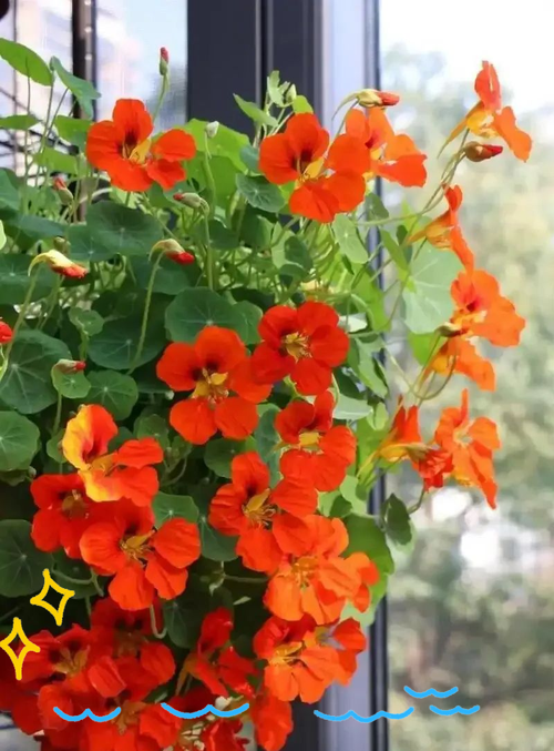 旱金莲有毒吗，可以家养吗，旱金莲有没有毒？-第1张图片-优品飞百科