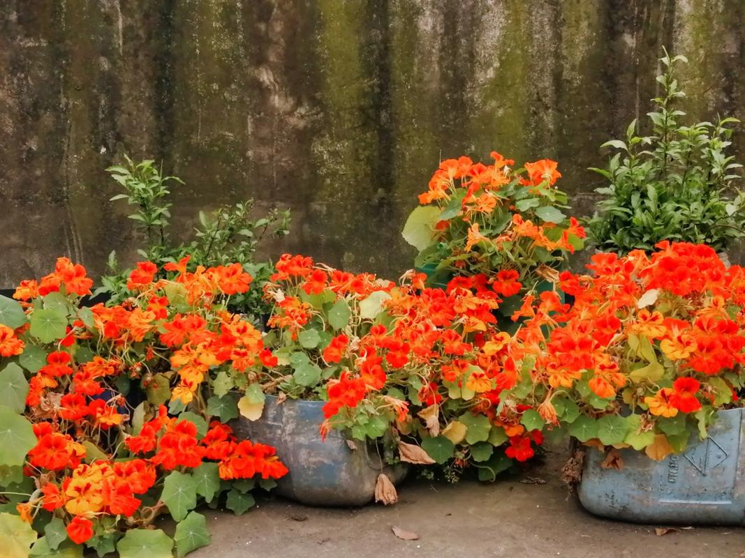 旱金莲有毒吗，可以家养吗，旱金莲有没有毒？-第2张图片-优品飞百科