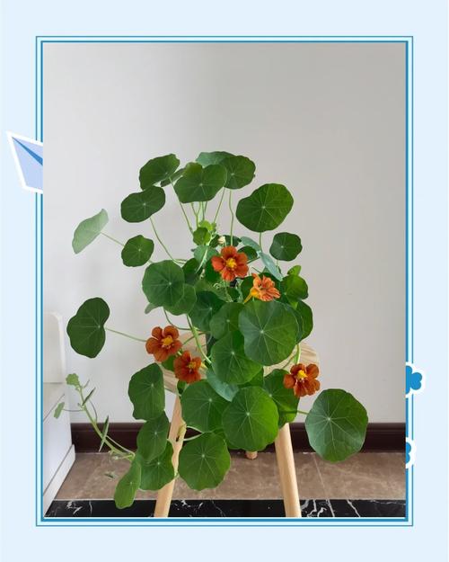 旱金莲有毒吗，可以家养吗，旱金莲有没有毒？-第3张图片-优品飞百科