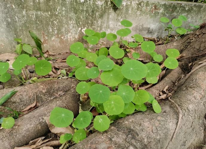 旱金莲有毒吗，可以家养吗，旱金莲有没有毒？-第4张图片-优品飞百科