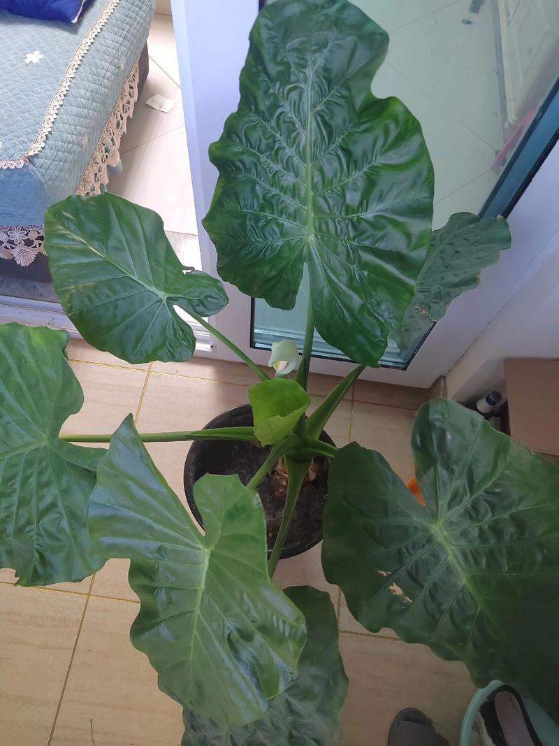 家里养滴水观音好不好？家养滴水观音对人体有害吗？-第1张图片-优品飞百科