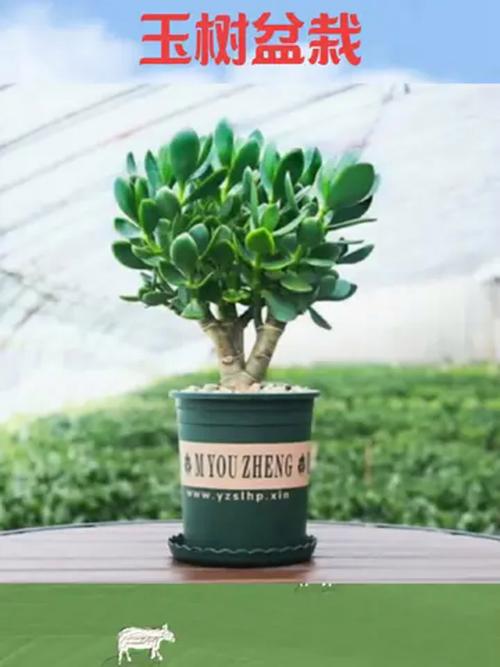 玉树可以放在室内吗，玉树可以放在室内吗有毒吗？